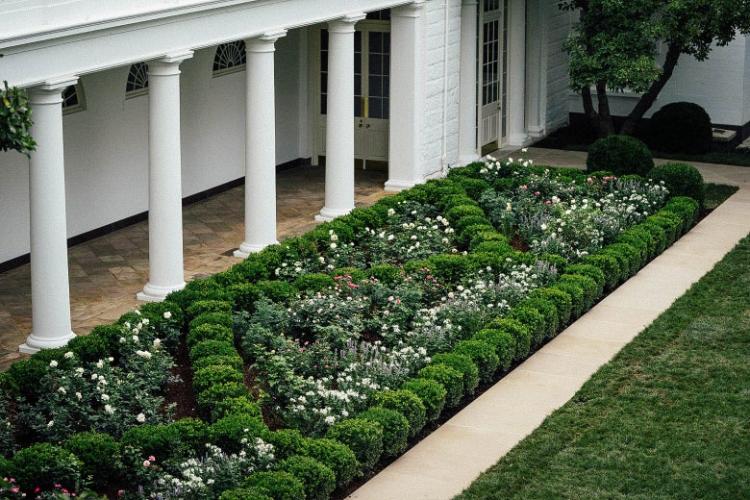 EE.UU: Una rosa en honor a san Juan Pablo II en el jardín de la Casa Blanca