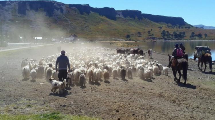 La Pastoral Rural neuquina pide titularización de tierras de familias crianceras