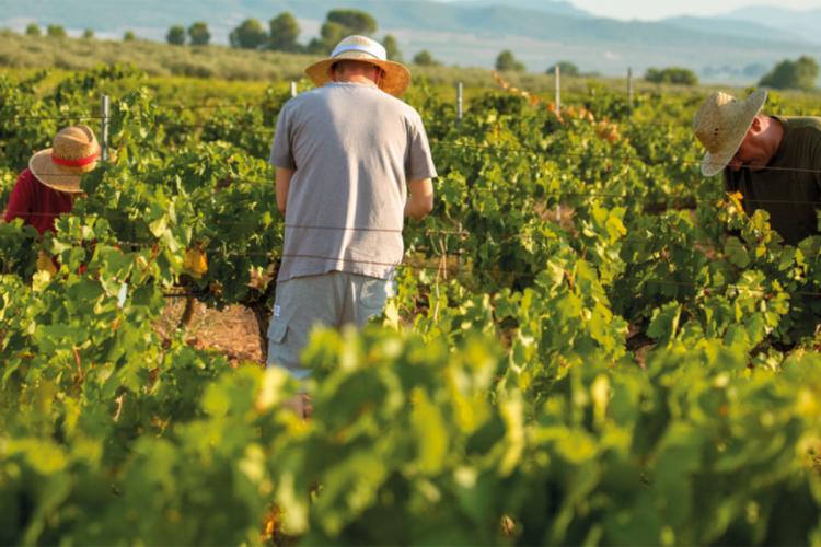 Mons. Buenanueva: El mejor vino de la cepa más selecta