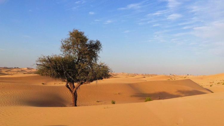 Cambio climático: El Papa pide "esfuerzos valientes, cooperativos y con visión de futuro"