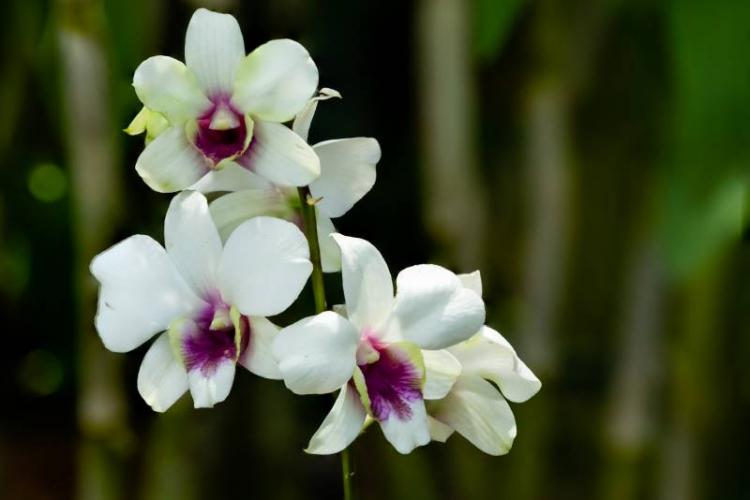 Singapur: honrarán al Papa Francisco con una variedad de orquídea que llevará su nombre